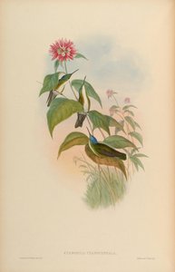 Cyanomyia cyanocephala da John Gould